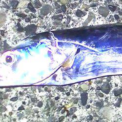 焼津　石津浜でアオリイカ　湾内で太刀魚、タコ、コウイカの釣果